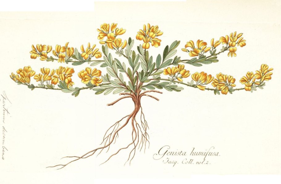 Дрок Лучистый