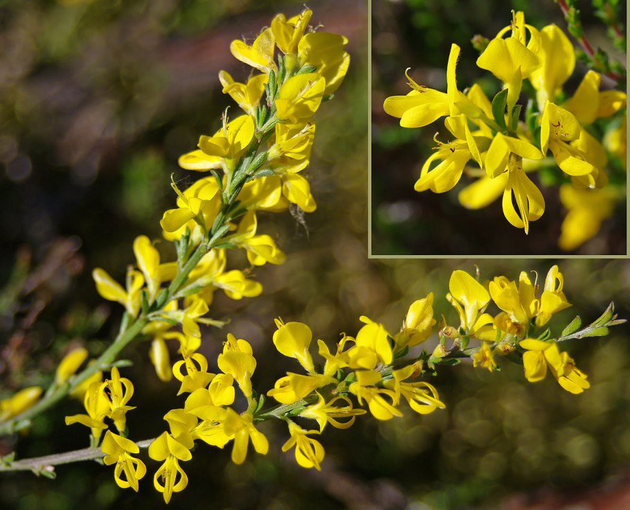 Genista pilosa
