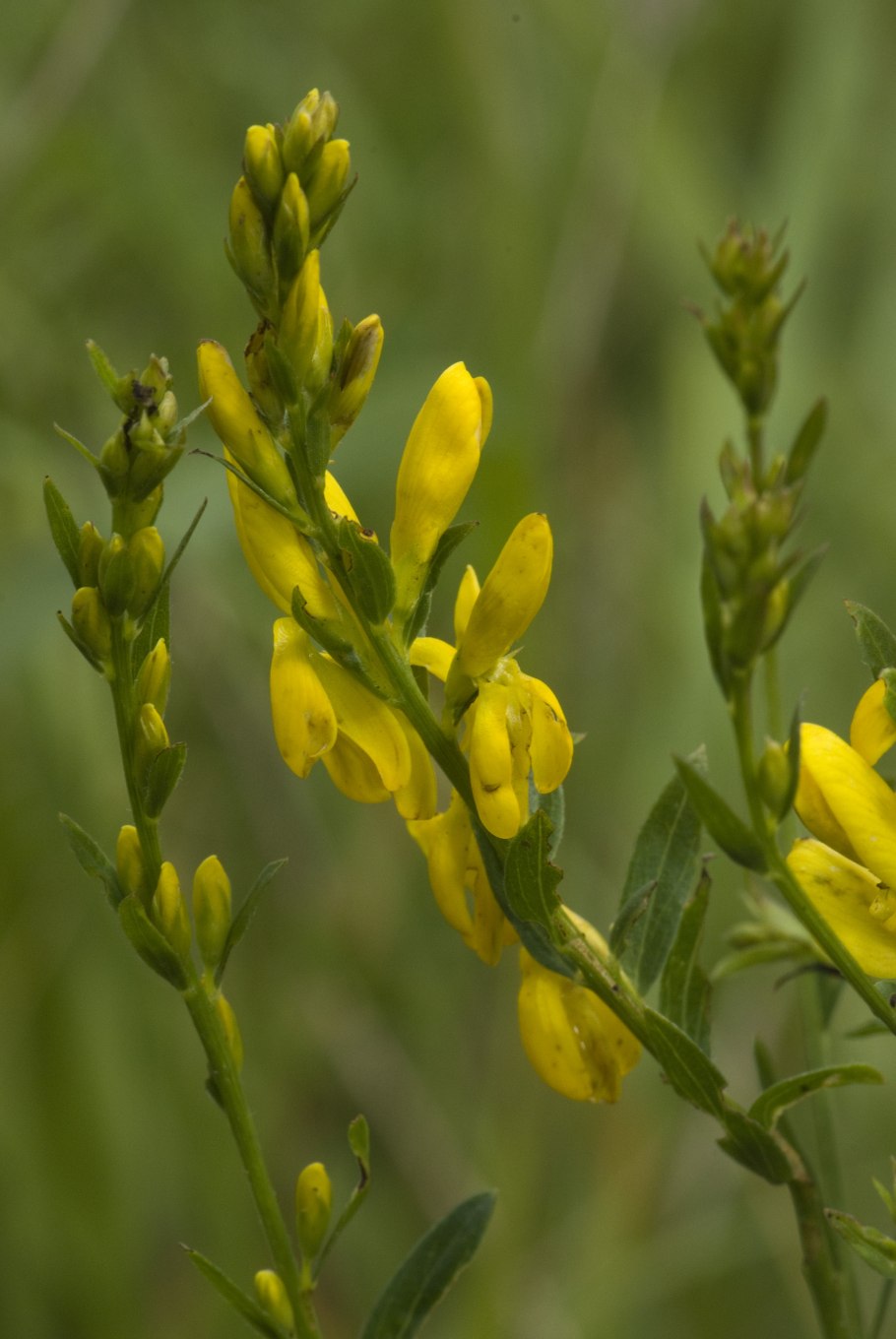 Дрок красильный (genista tinctoria)