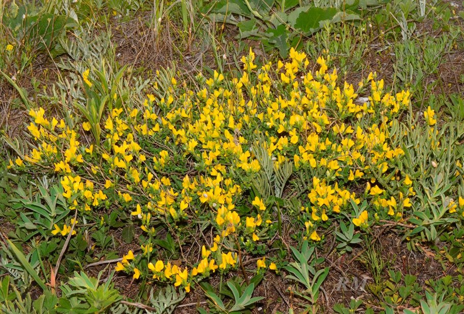Genista canariensis