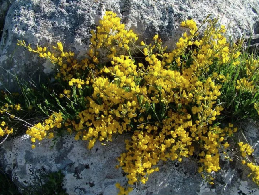 Ракитник стелющийся