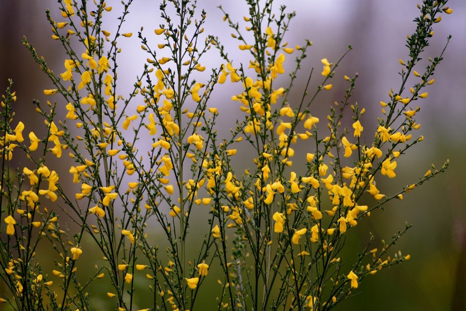 Cytisus scoparius