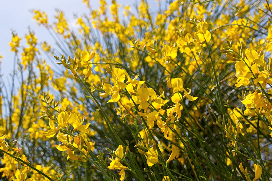 Дрок испанский кустарник