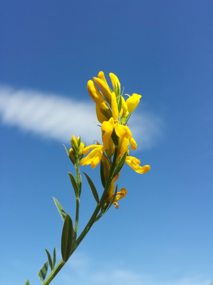 Genista tinctoria