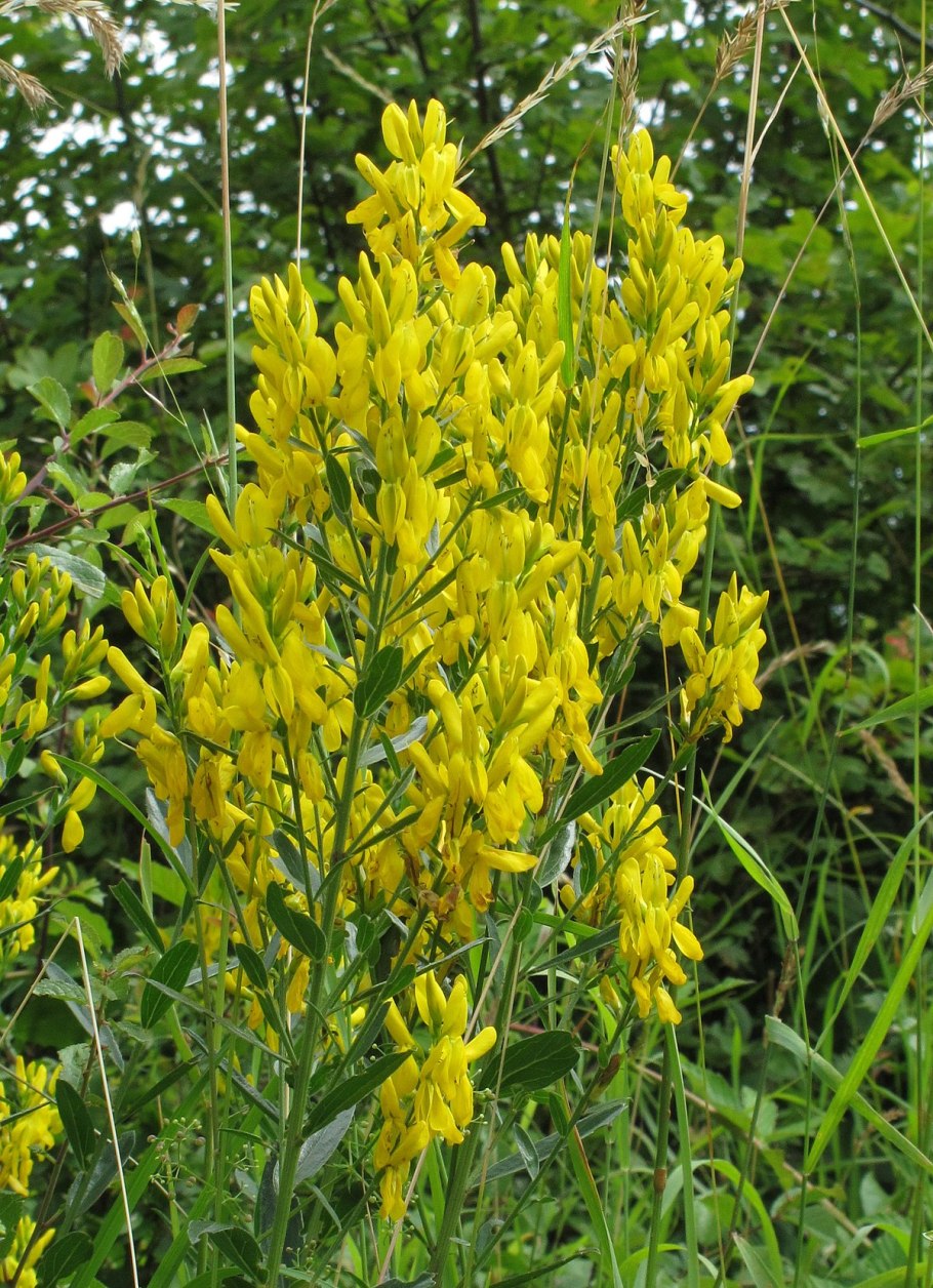 Genista tinctoria