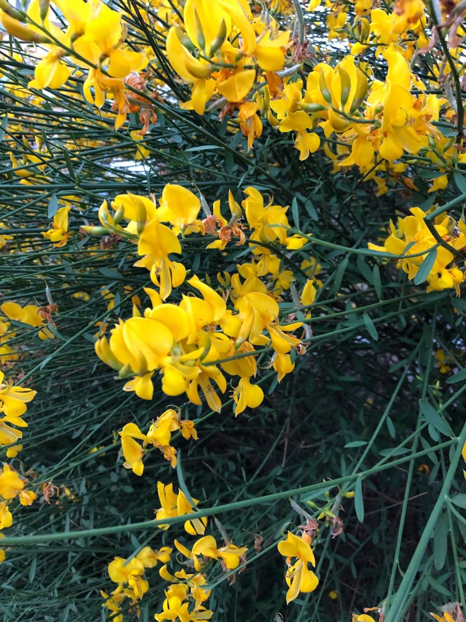 Метельник прутьевидный дрок