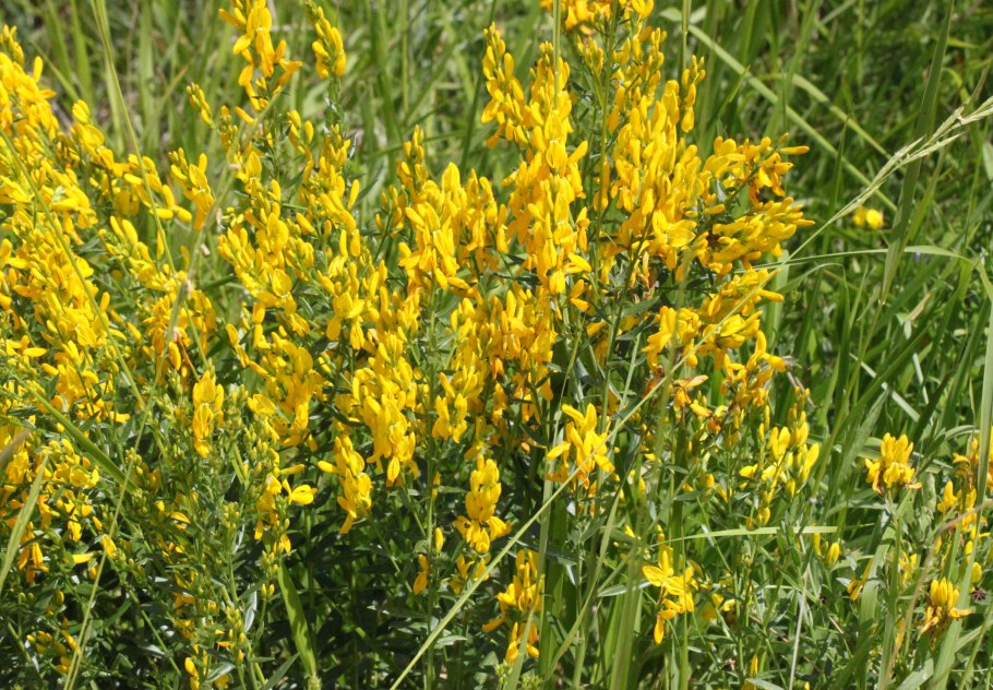 Дрок донской