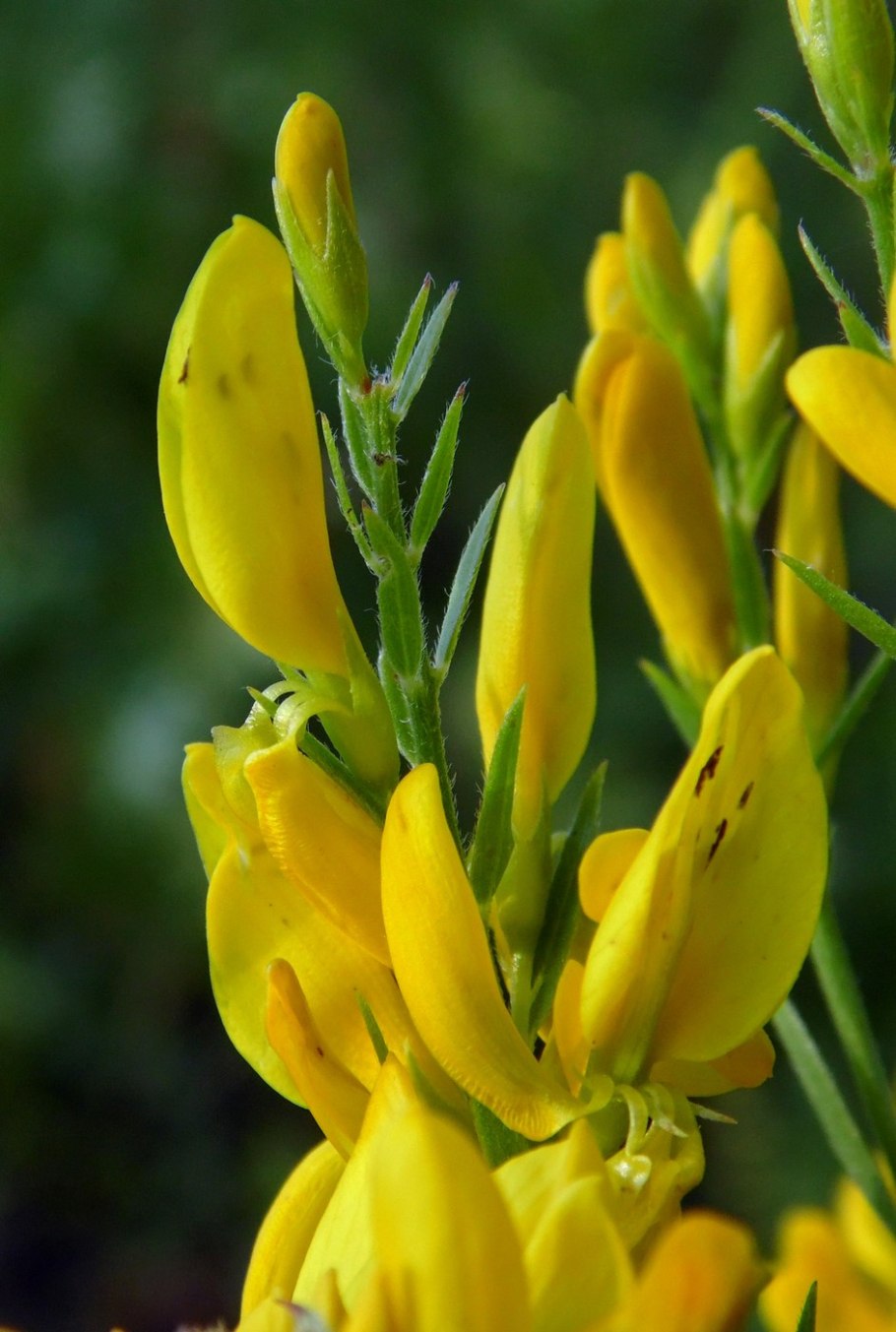 Planta Genista растение