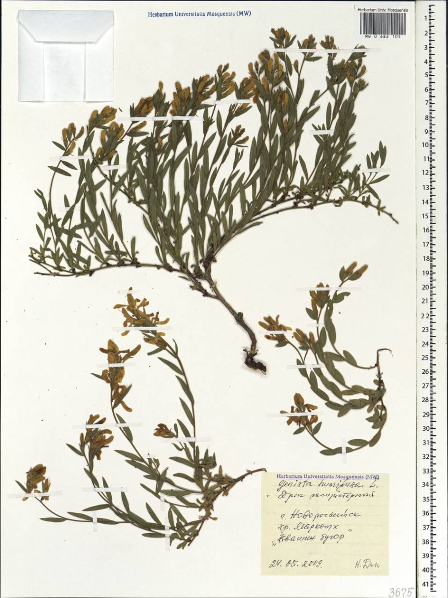 Thermopsis lanceolata