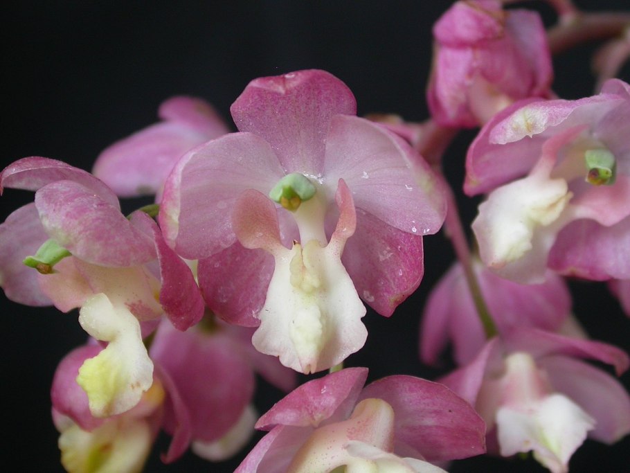 Cyrtopodium virescens