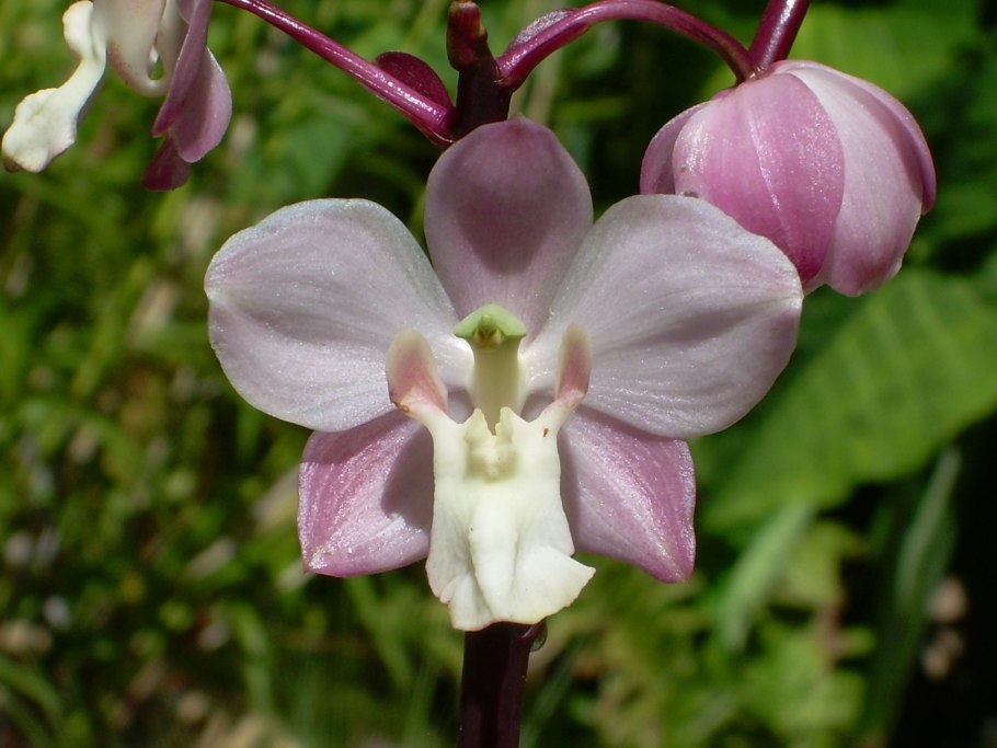 Cyrtopodium andersonii