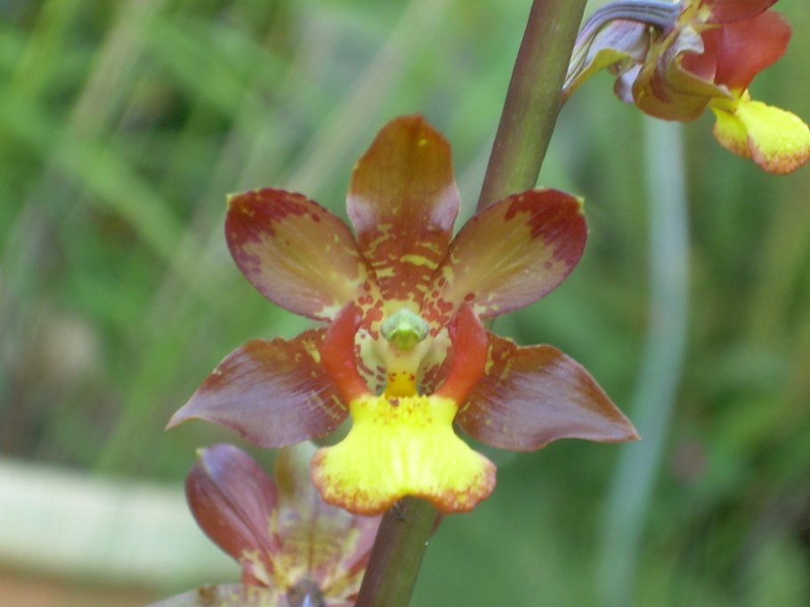 Cyrtopodium palmifrons