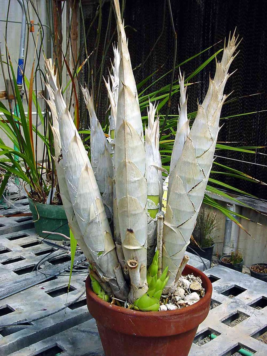 Cyrtopodium andersonii