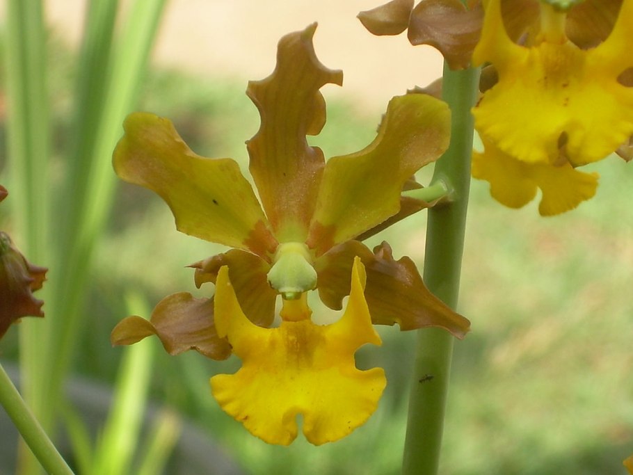 Cyrtopodium hatschbachii