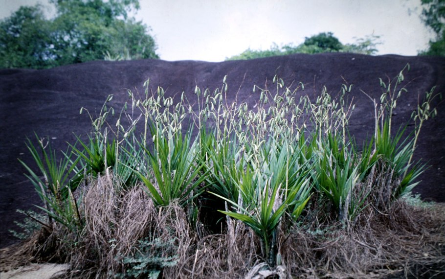 Cyrtopodium hatschbachii