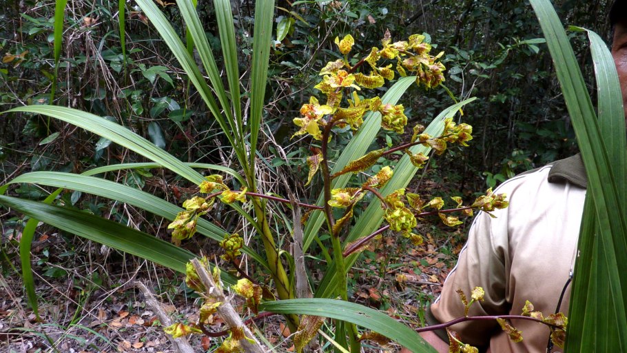 Орхидеи Cyrtopodium