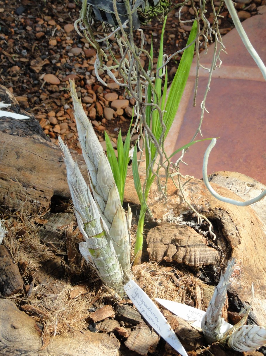 Cyrtopodium hatschbachii