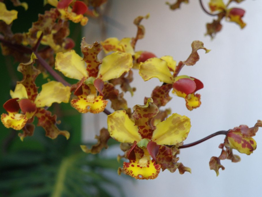 Cyrtopodium andersonii