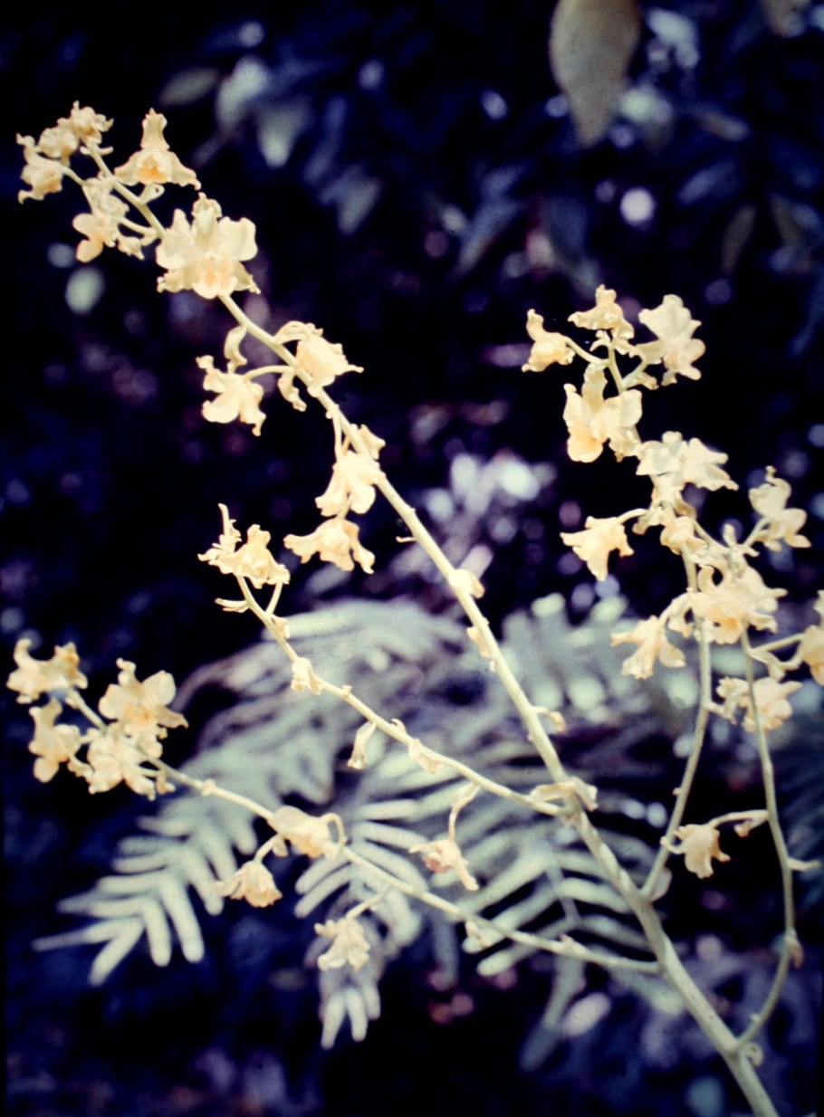 Cyrtochilum alboroseum