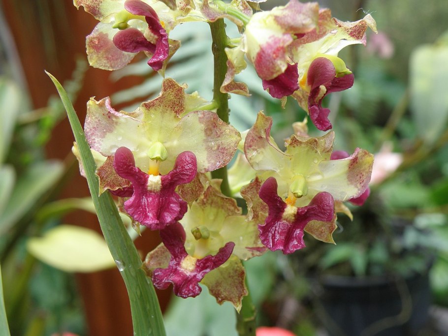 Cyrtopodium palmifrons