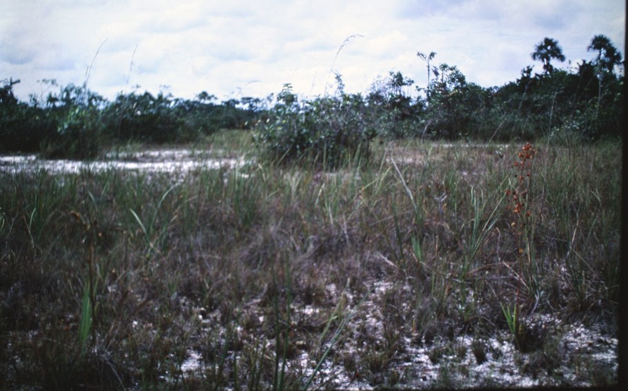 Cyrtopodium parviflorum