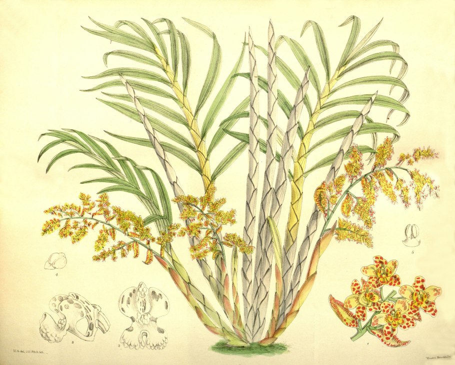 Cyrtopodium palmifrons