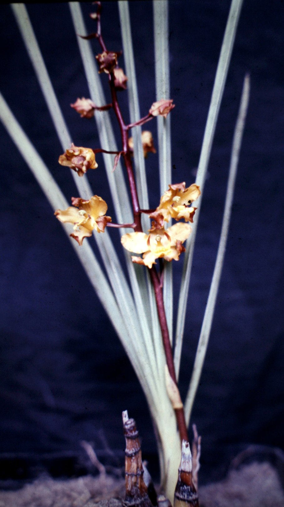 Cyrtopodium longibulbosum