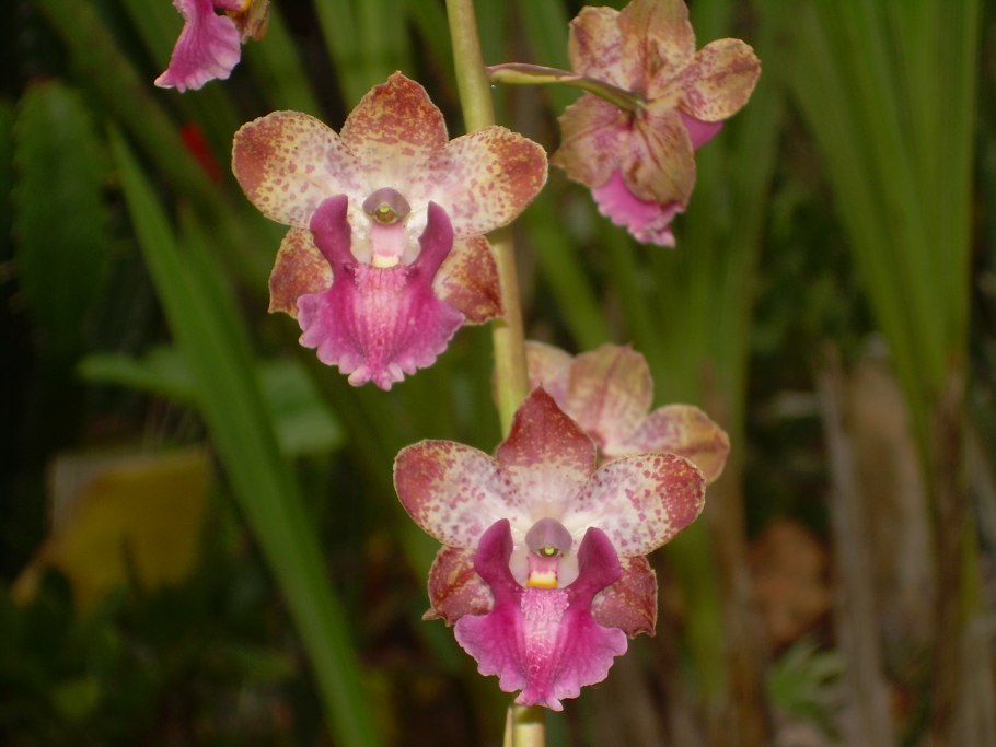 Cyrtopodium diserathum