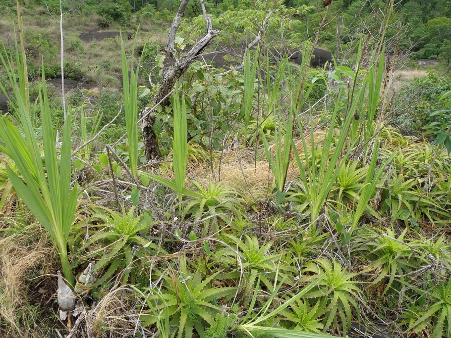 Cyrtopodium diserathum