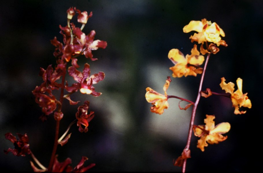 Юнона орхидная