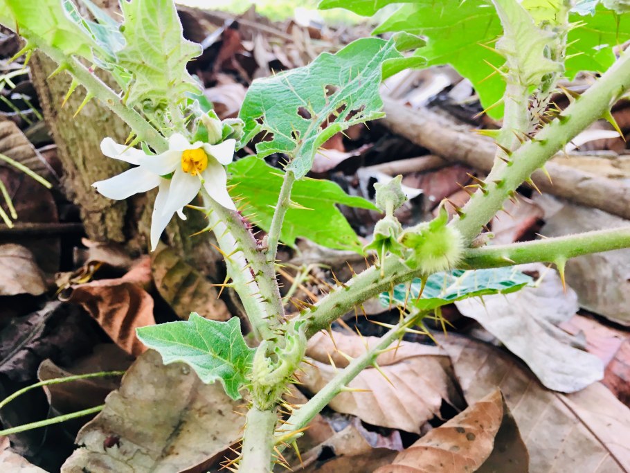Solanum torvum