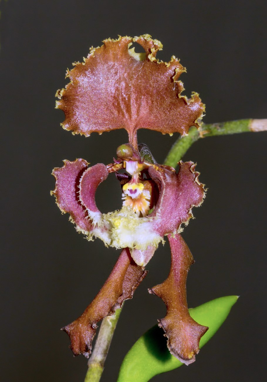 Cyrtopodium punctatum