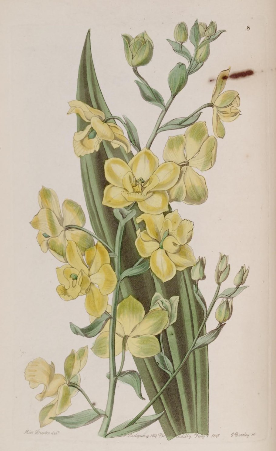 Cyrtopodium andersonii