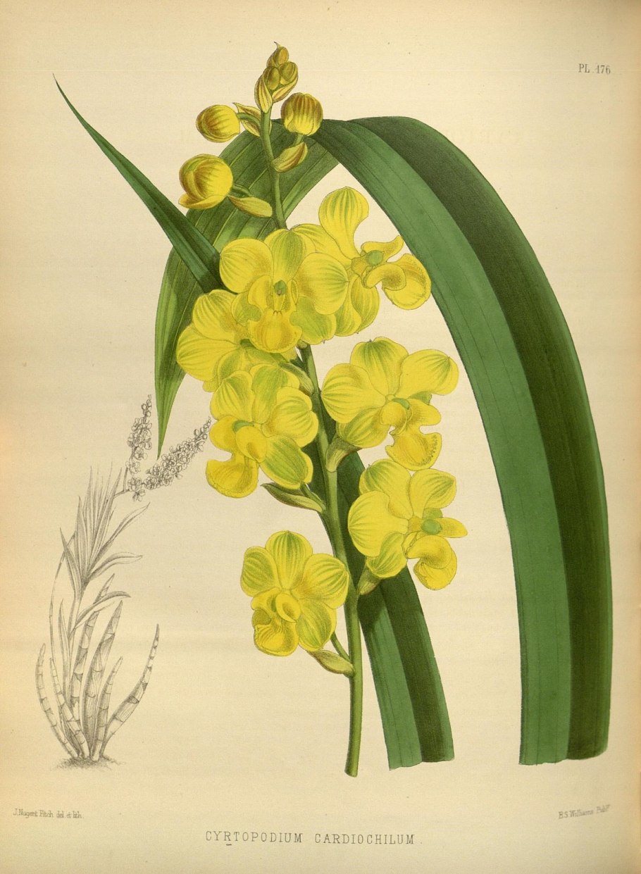 Rodriguezia refracta