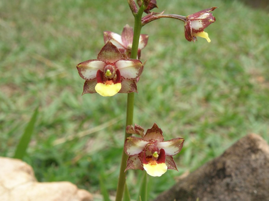 Cyrtopodium hatschbachii