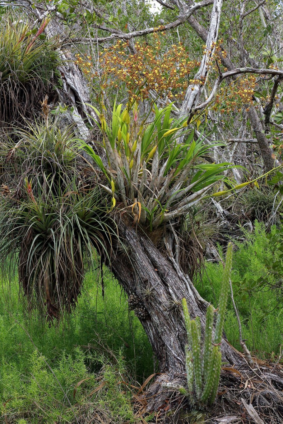 Вороний медосос-Мао
