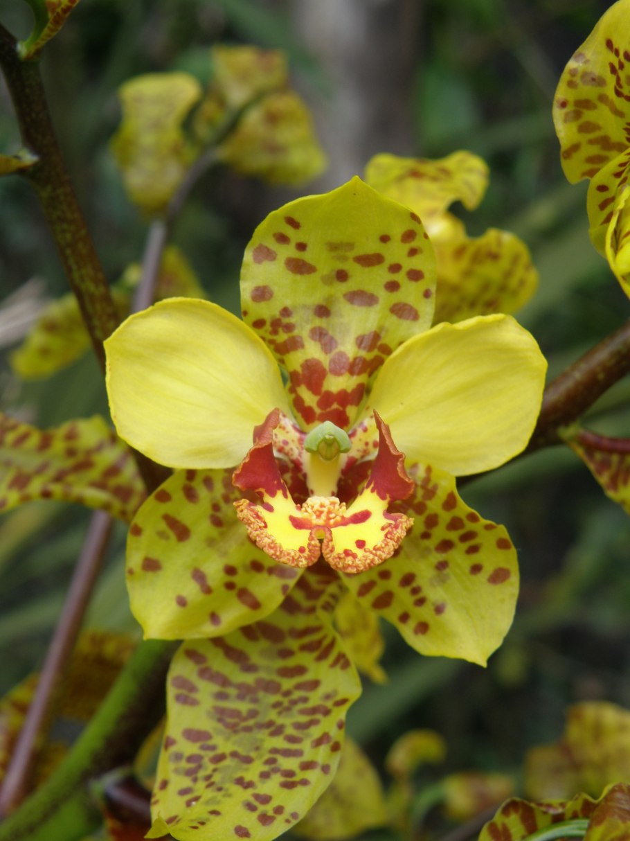 Эулофия Туркестанская