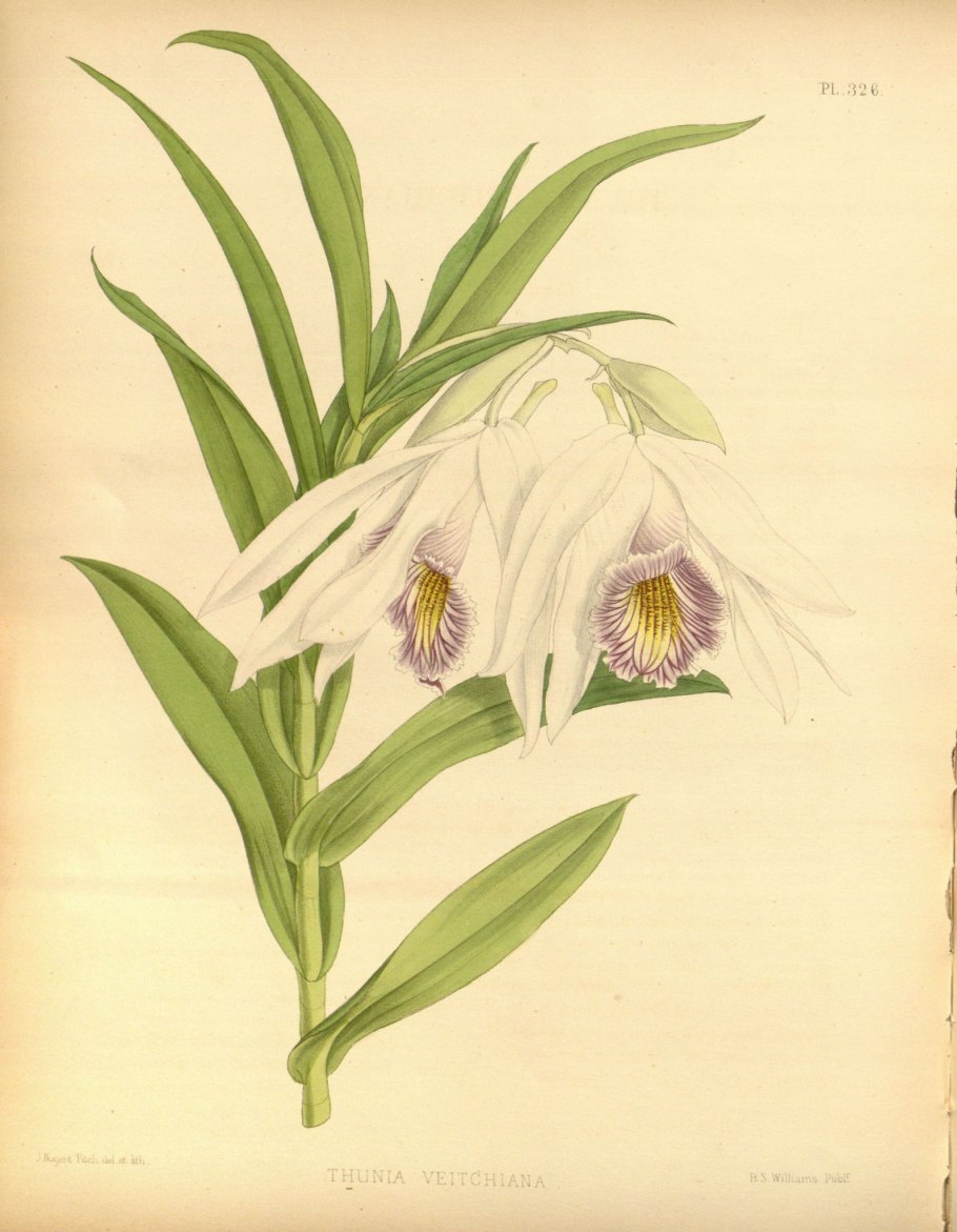 Орхидея thunia