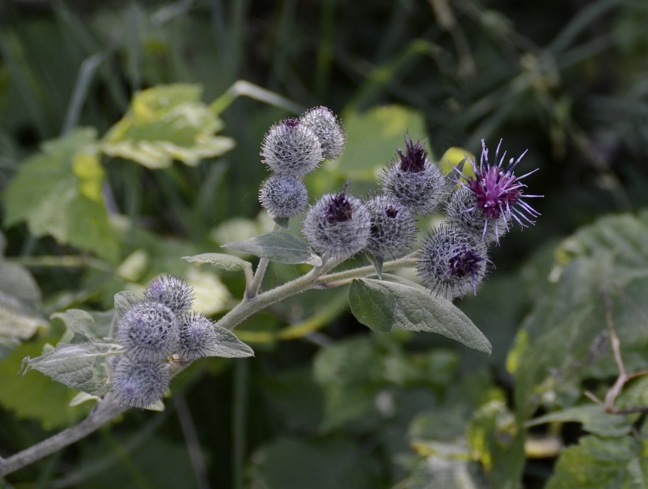Arctium tomentosum
