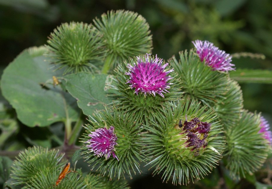 Лопух Дубравный (Arctium nemorosum lej.)