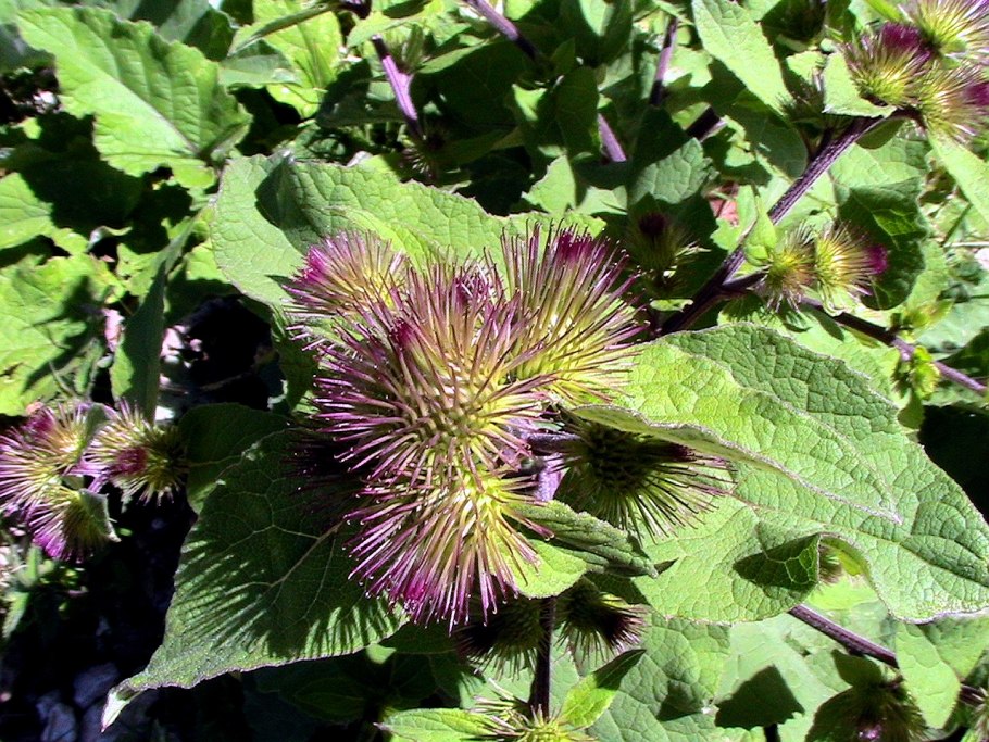 Arctium minus