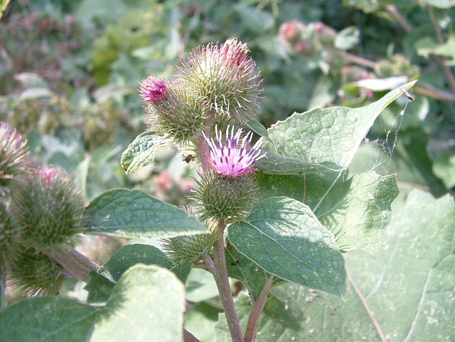 Лопух arctium lappa