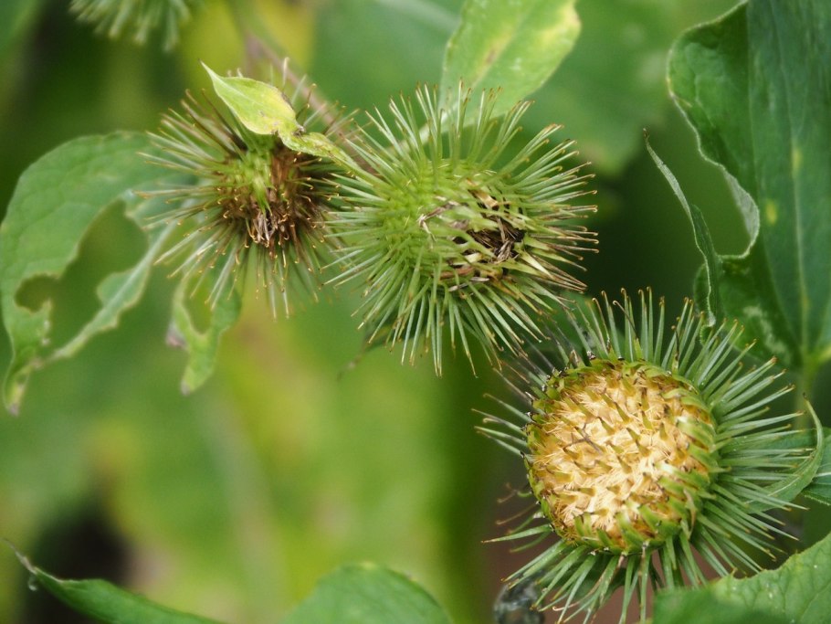 Arctium nemorosum