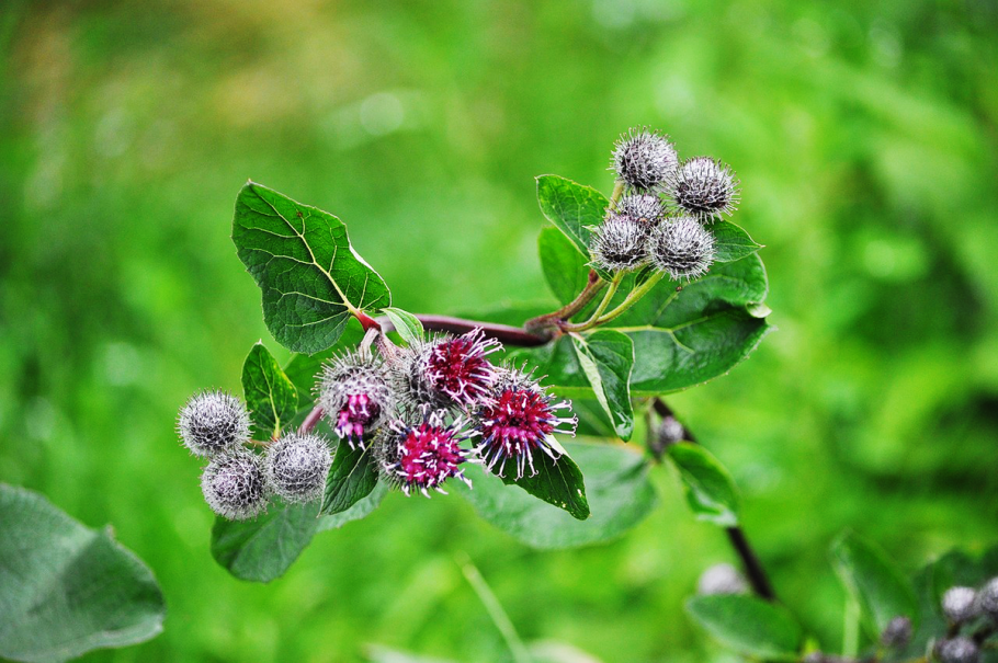 Репейник обыкновенный