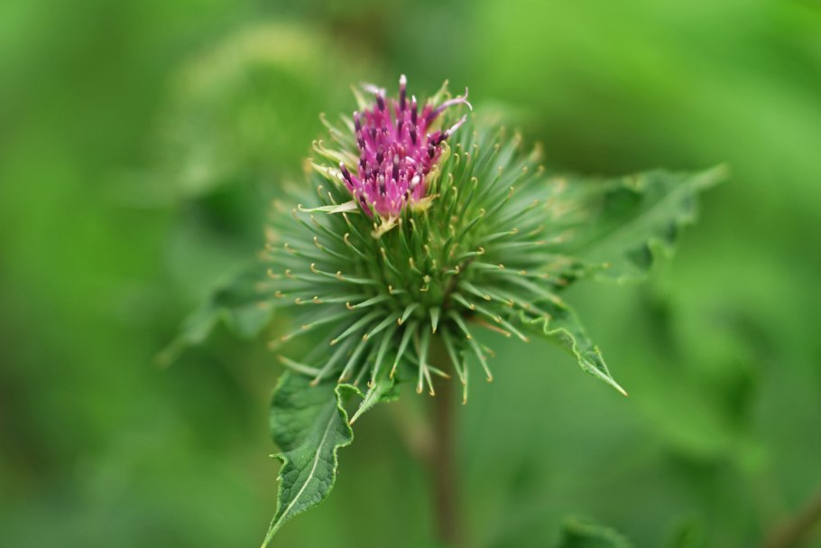 Лопух большой - Arctium Lappa l