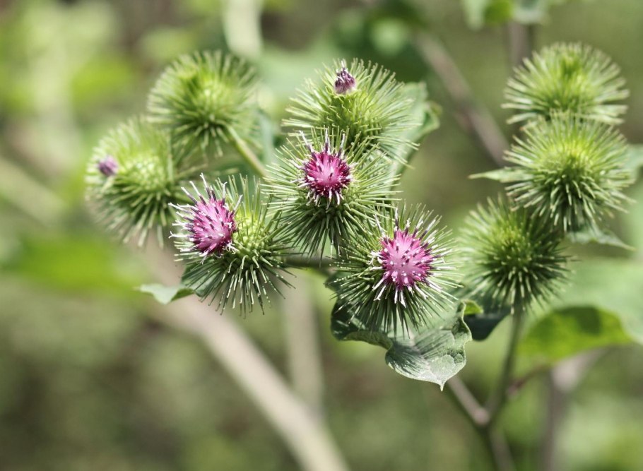Лопух arctium lappa