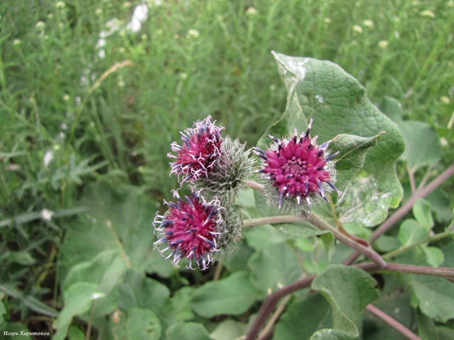 Лопух паутинистый arctium tomentosum