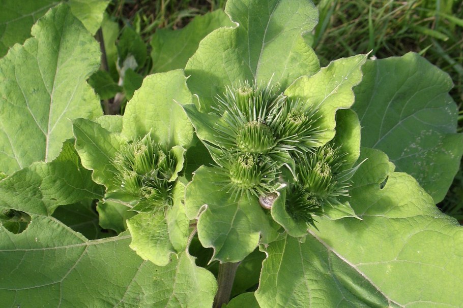 Лопух Дубравный Лесной