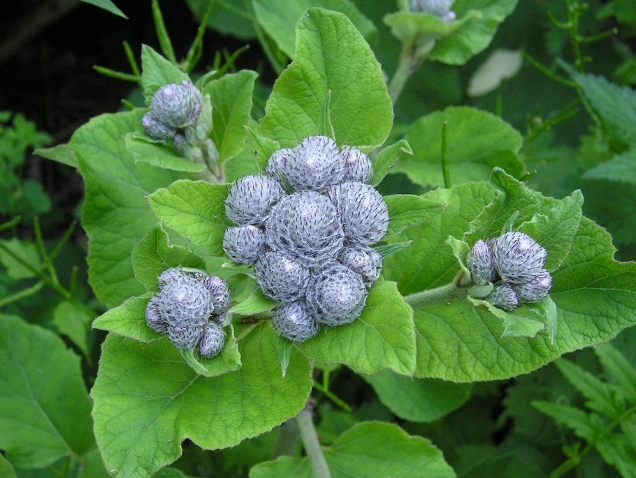 Лопух паутинистый