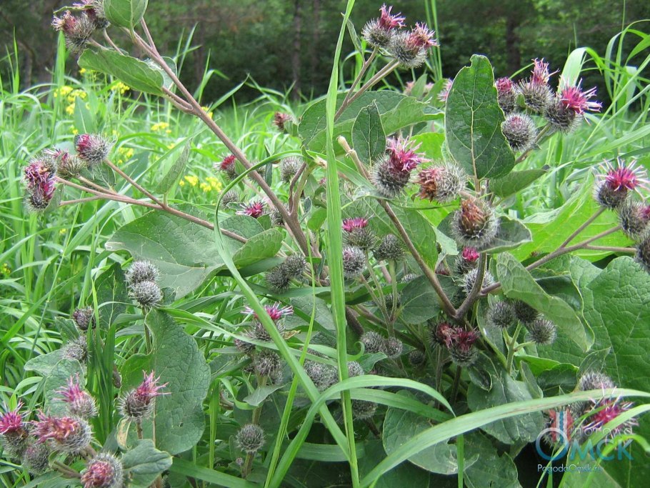 Репейник лопух